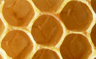 Eier der Honigbiene in Brutzellen